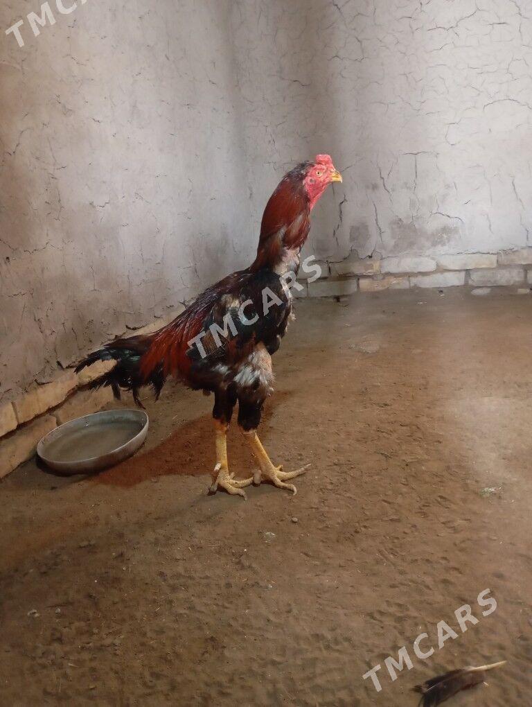 horaz - Daşoguz - img 2