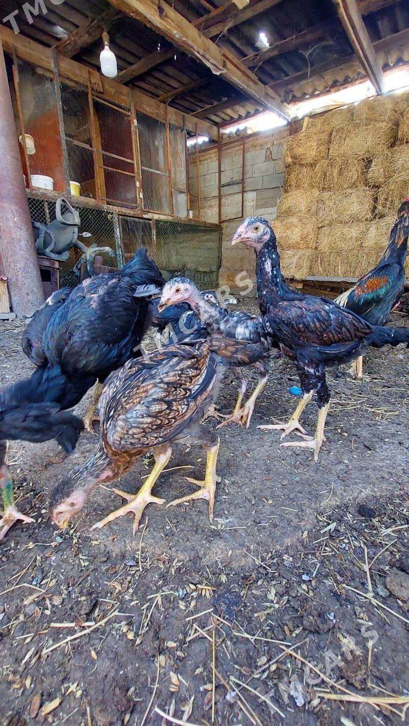 taskent - Köşi - img 2