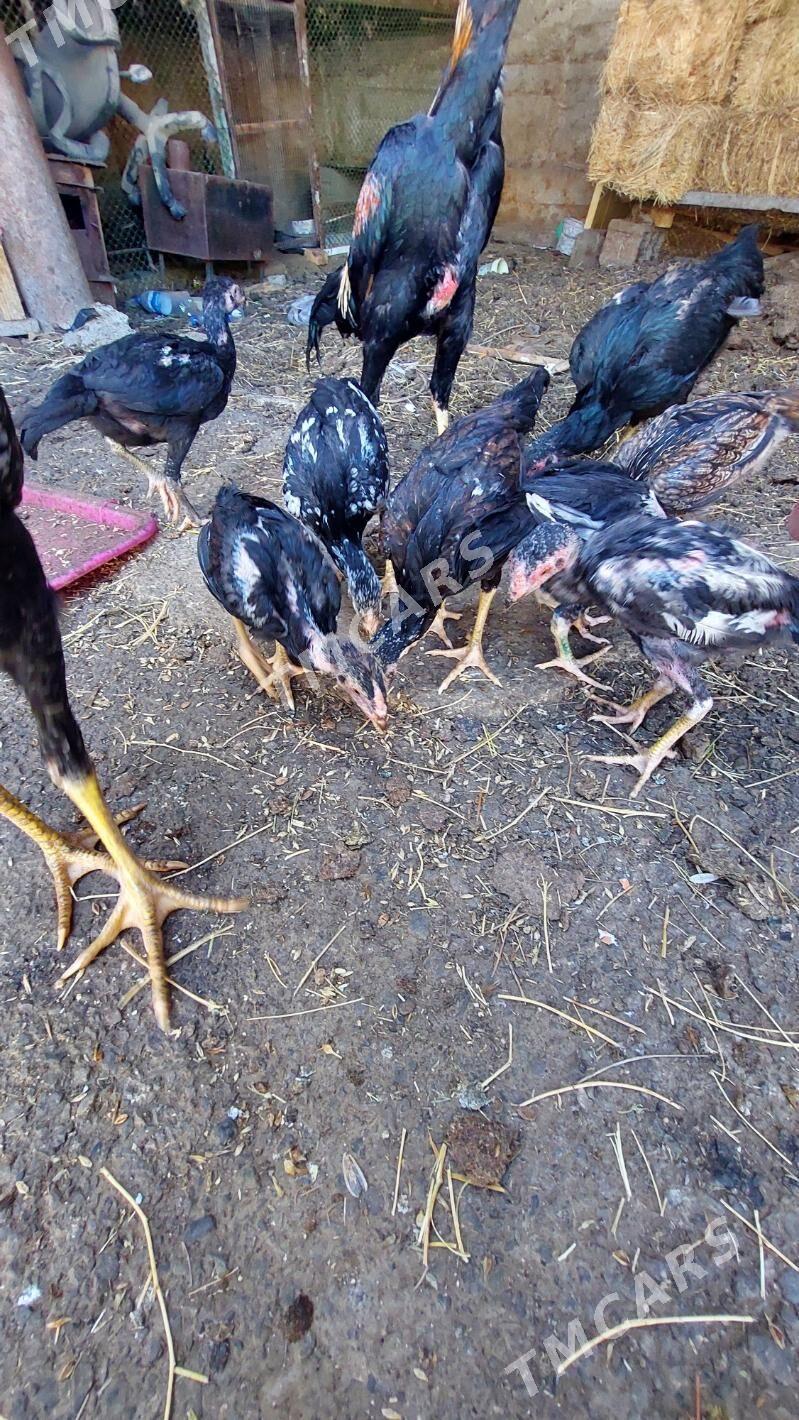 taskent - Köşi - img 3