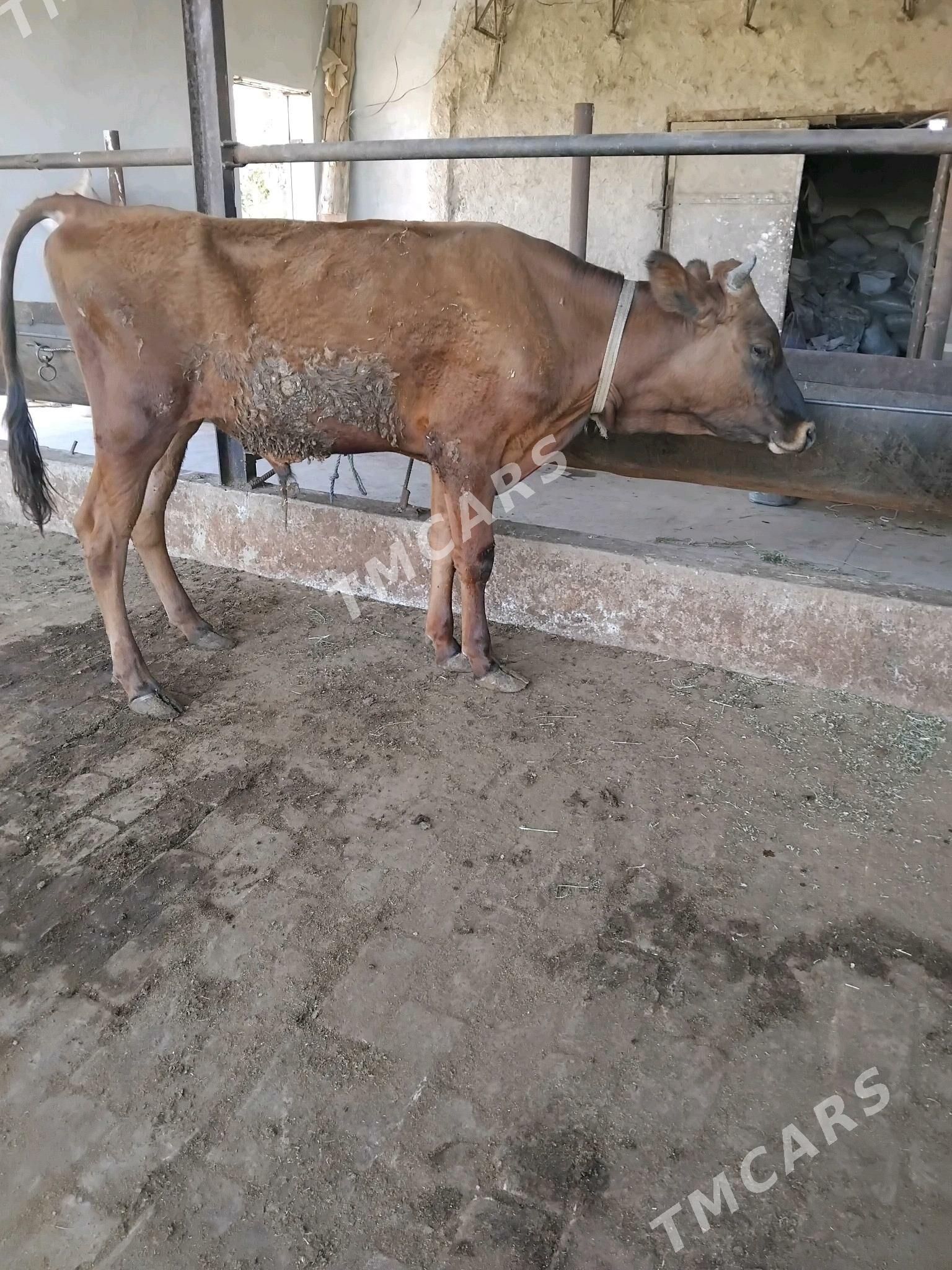 öküzçe - Türkmenabat - img 2