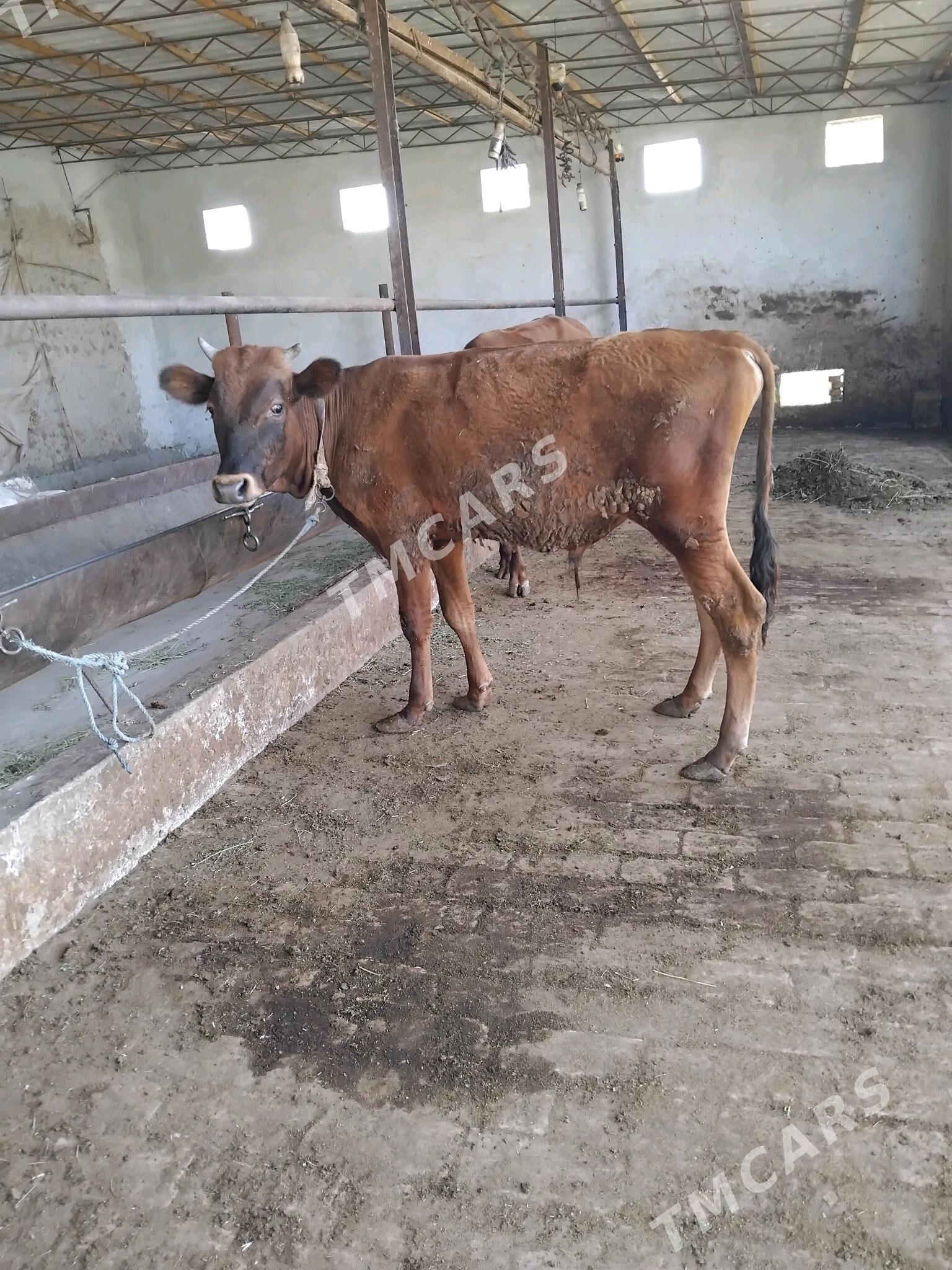 öküzçe - Türkmenabat - img 3