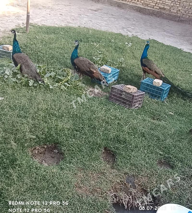 Tawus - Дянев - img 2