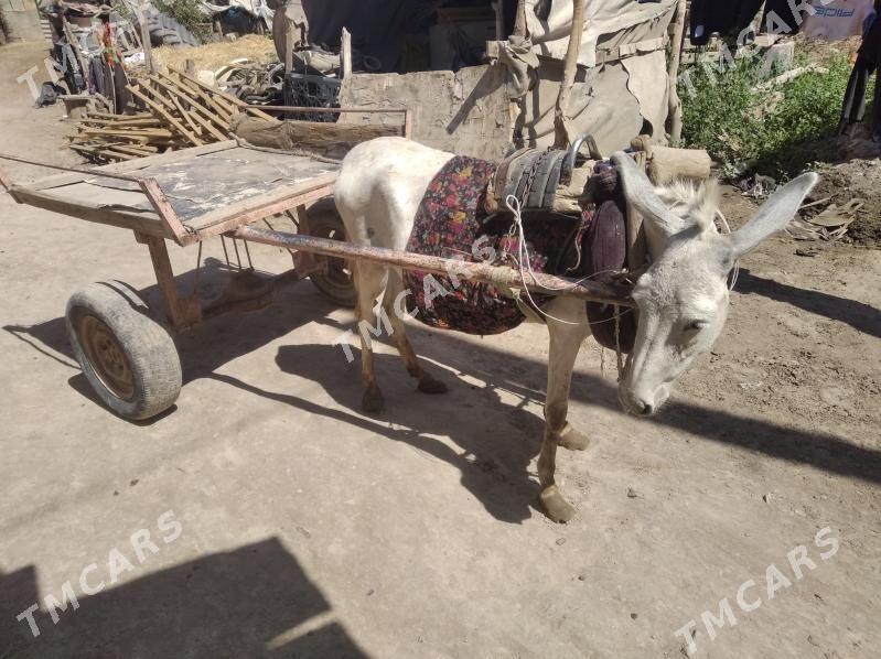 Eşek ve arawa - Фарап - img 2