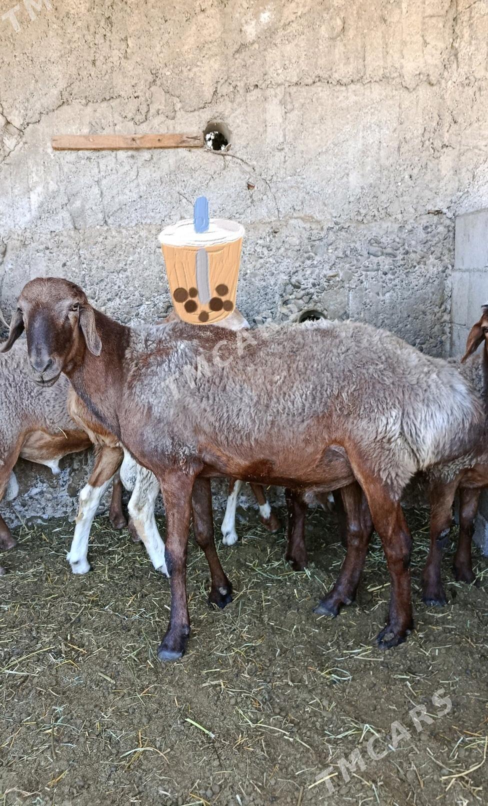 Goç - Ашхабад - img 2