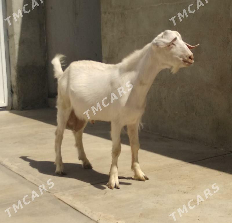 Ak tohum teke - Aşgabat - img 2