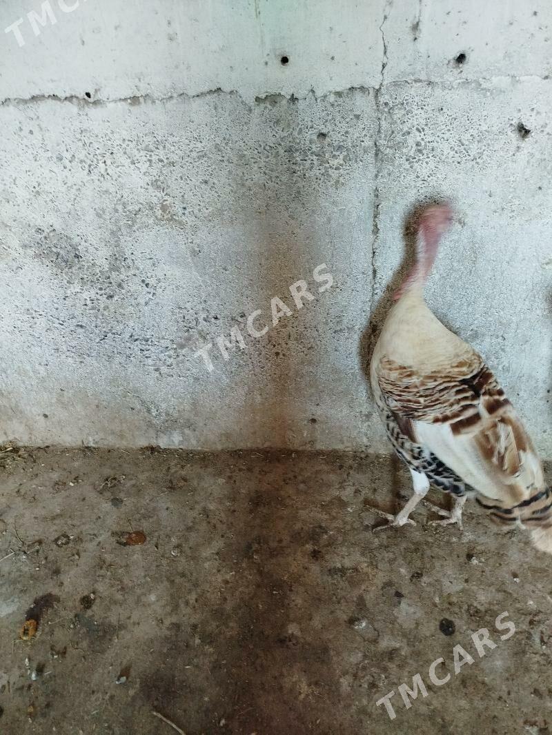 induk - Kaka - img 3