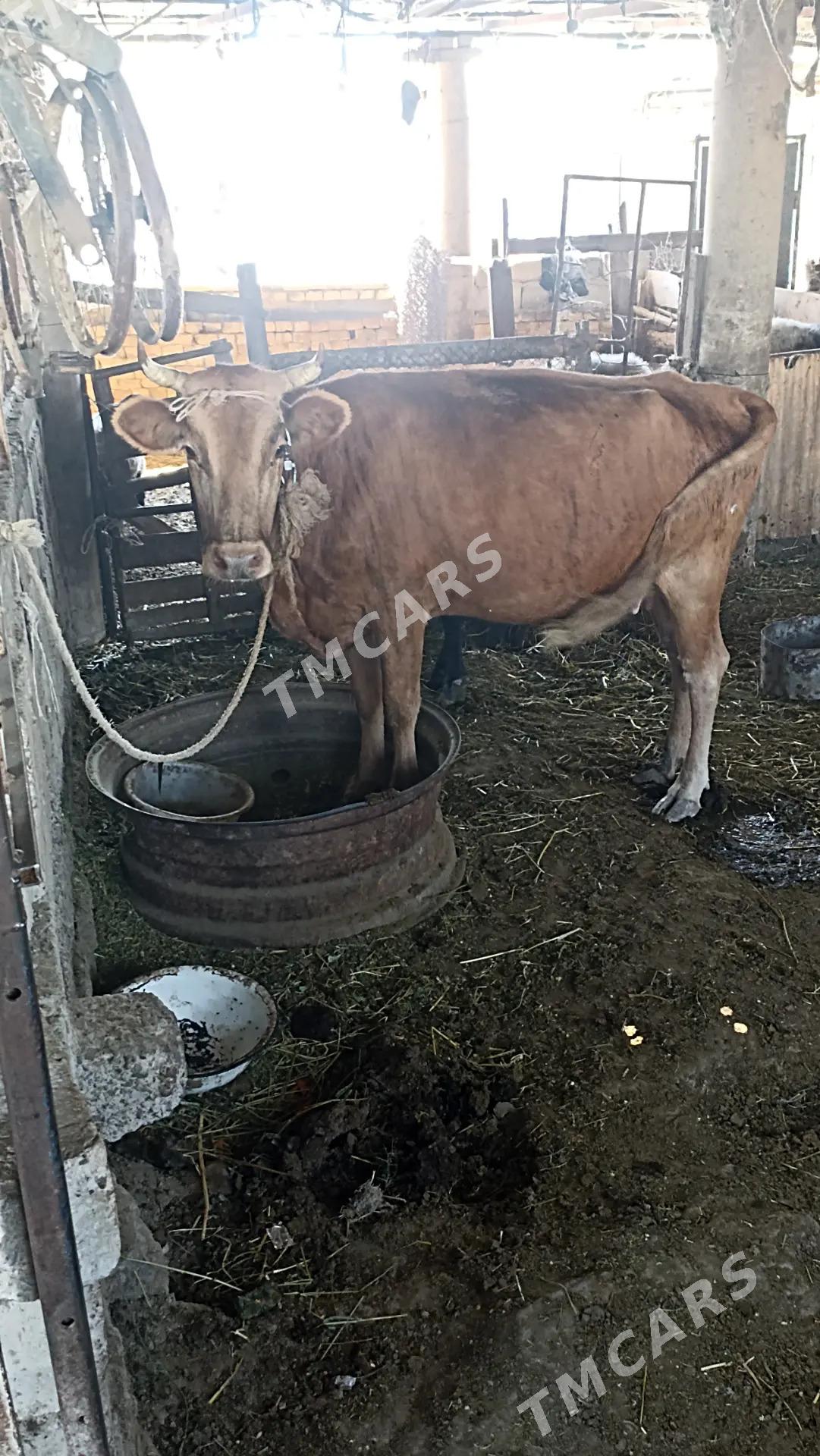 sygyr uly mal - Ýaşlyk - img 1