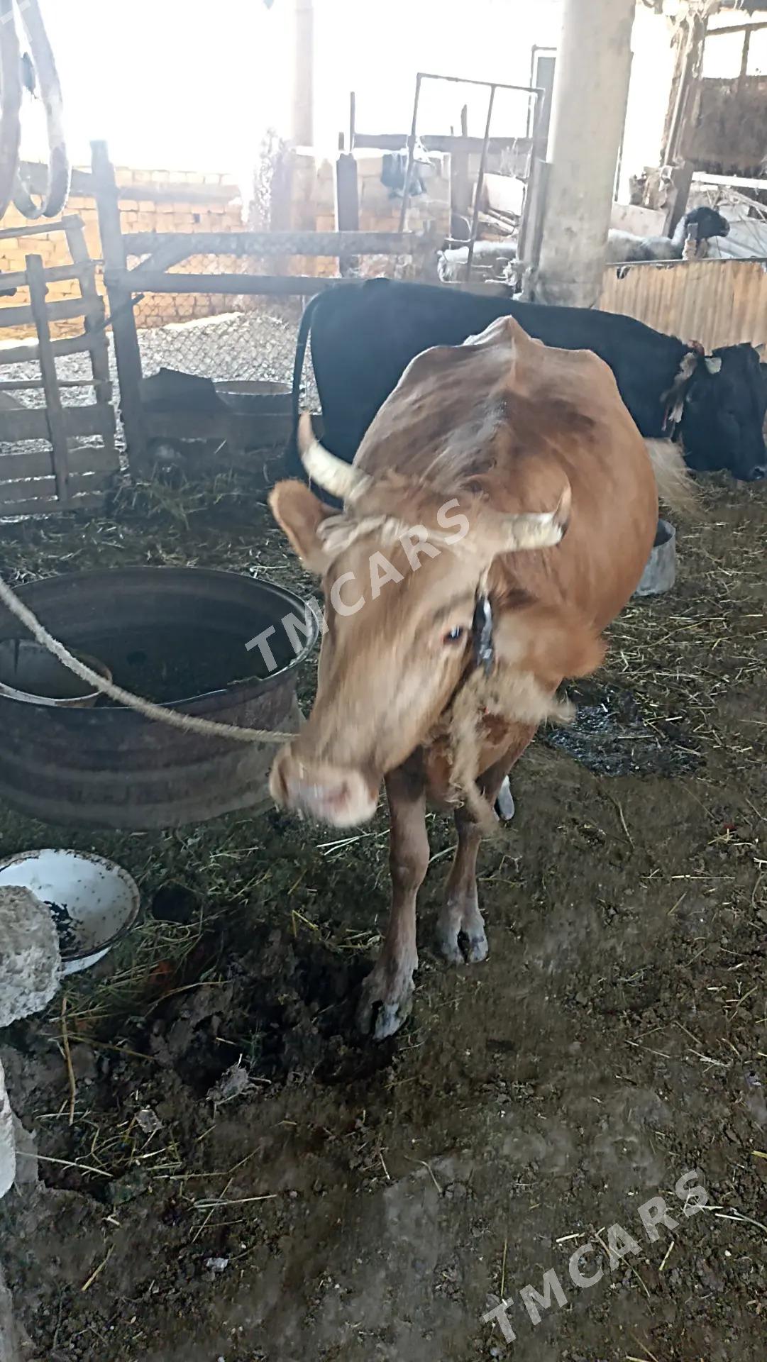 sygyr uly mal - Ýaşlyk - img 2