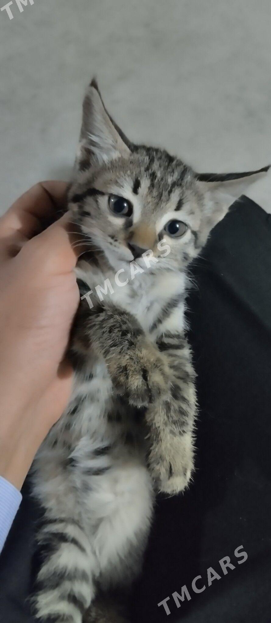 котики вместо парня  - Türkmenabat - img 1