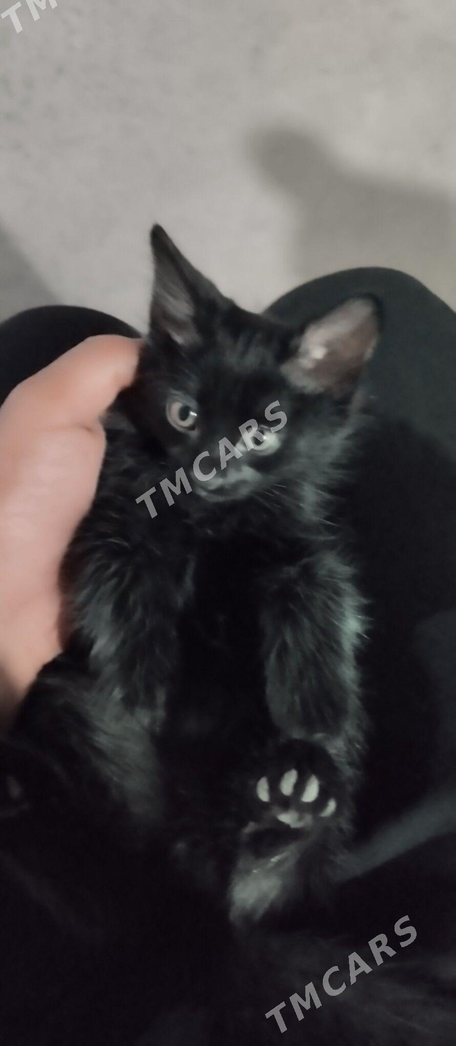 котики вместо парня  - Türkmenabat - img 2