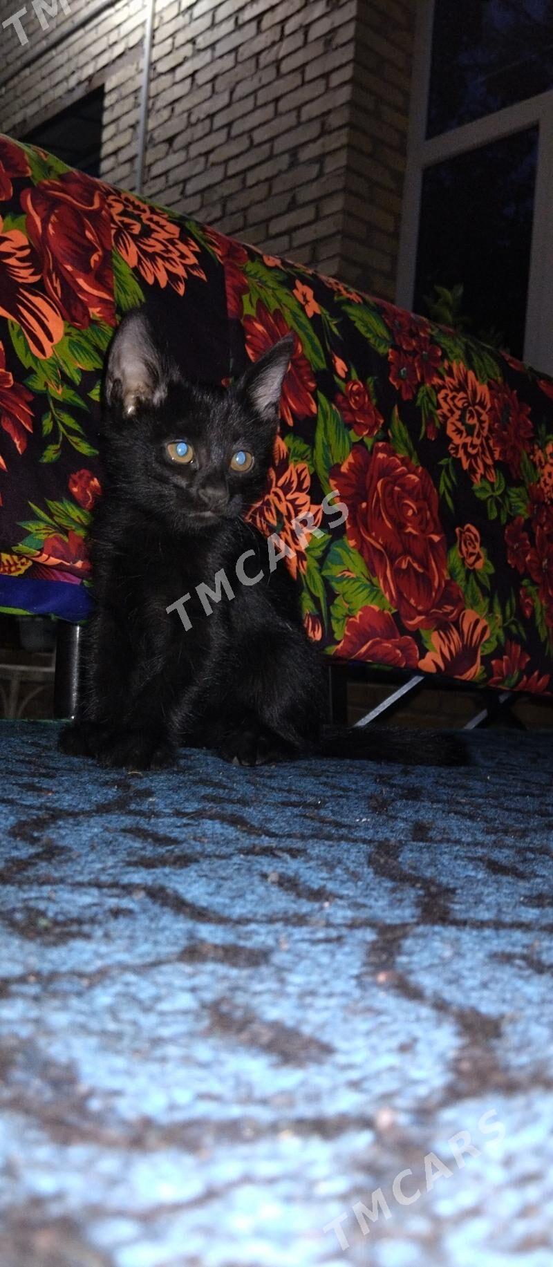 котики вместо парня  - Türkmenabat - img 3