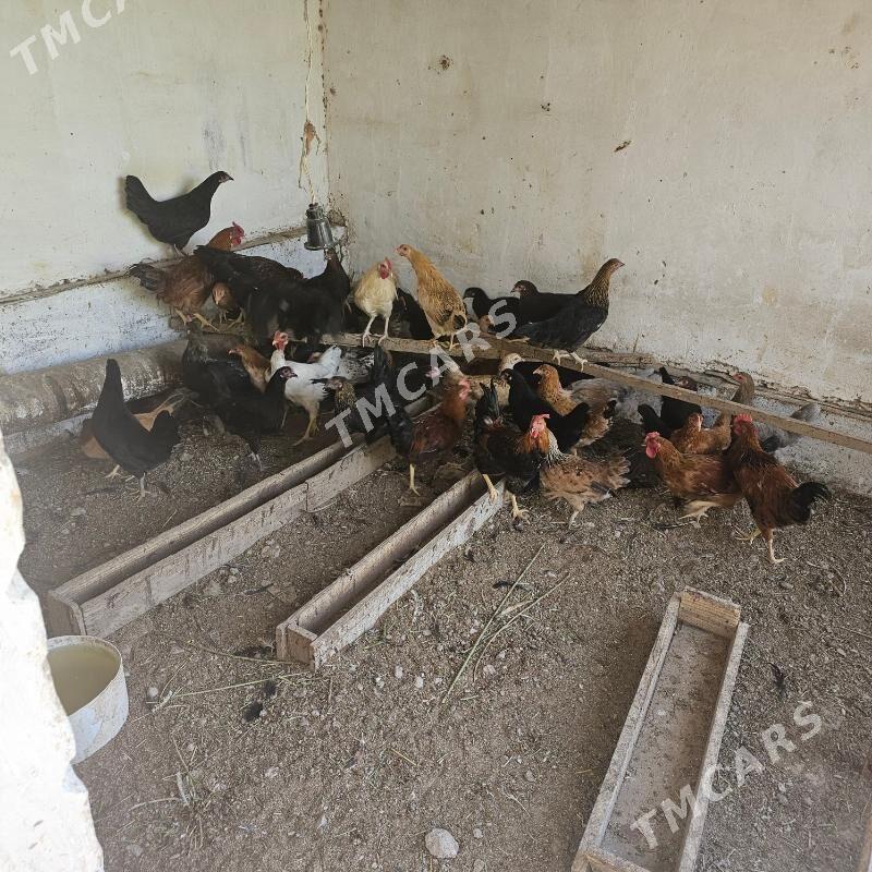 horazlar parodnyy - Türkmenabat - img 2