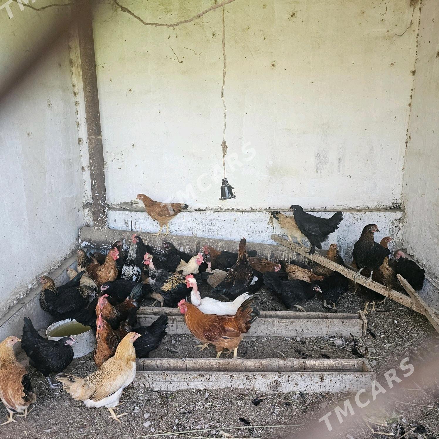 horazlar parodnyy - Türkmenabat - img 3