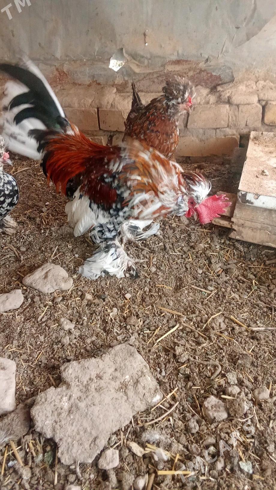 Karlyk horaz hem towuk - Мары - img 6
