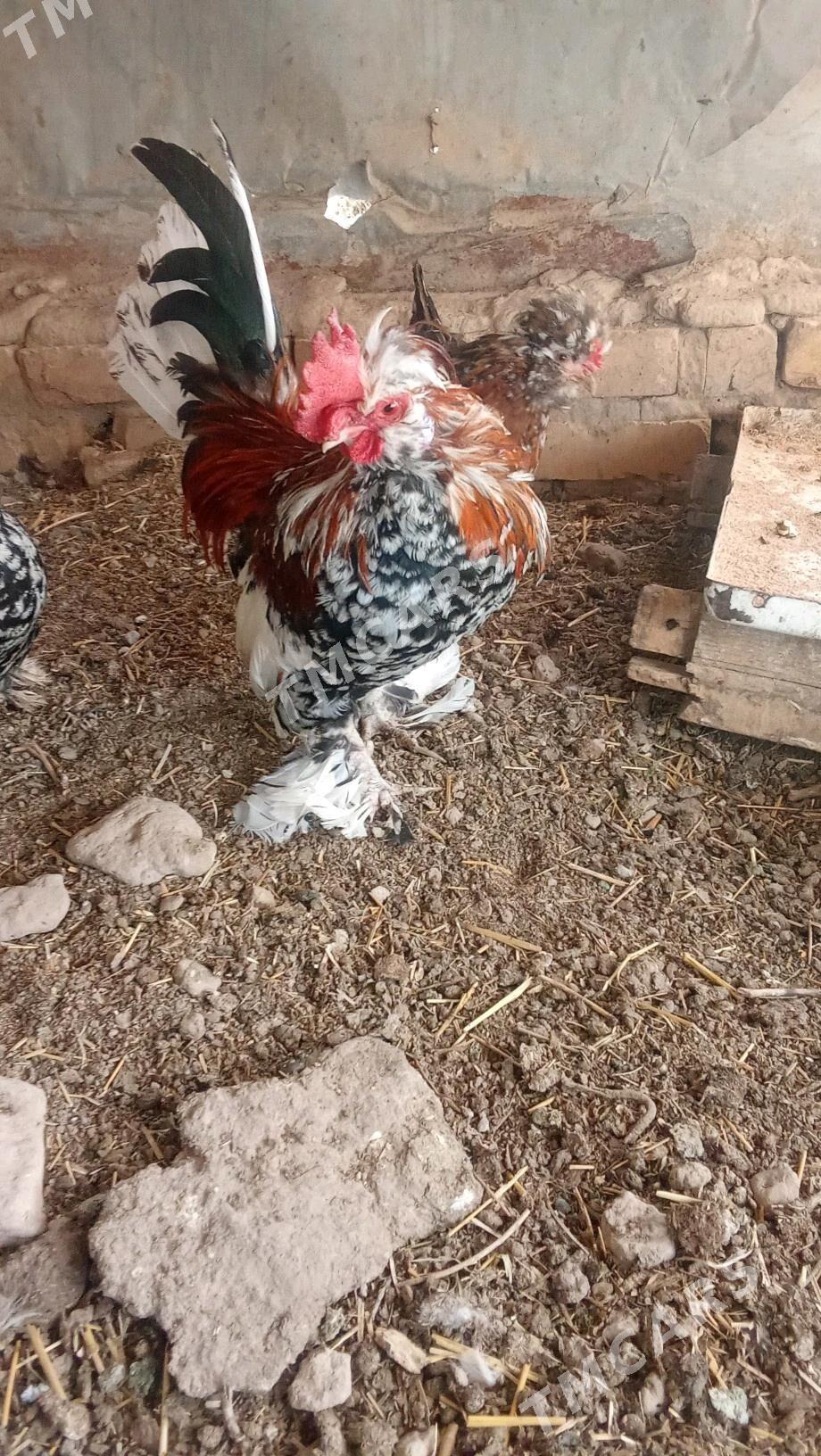 Karlyk horaz hem towuk - Мары - img 5