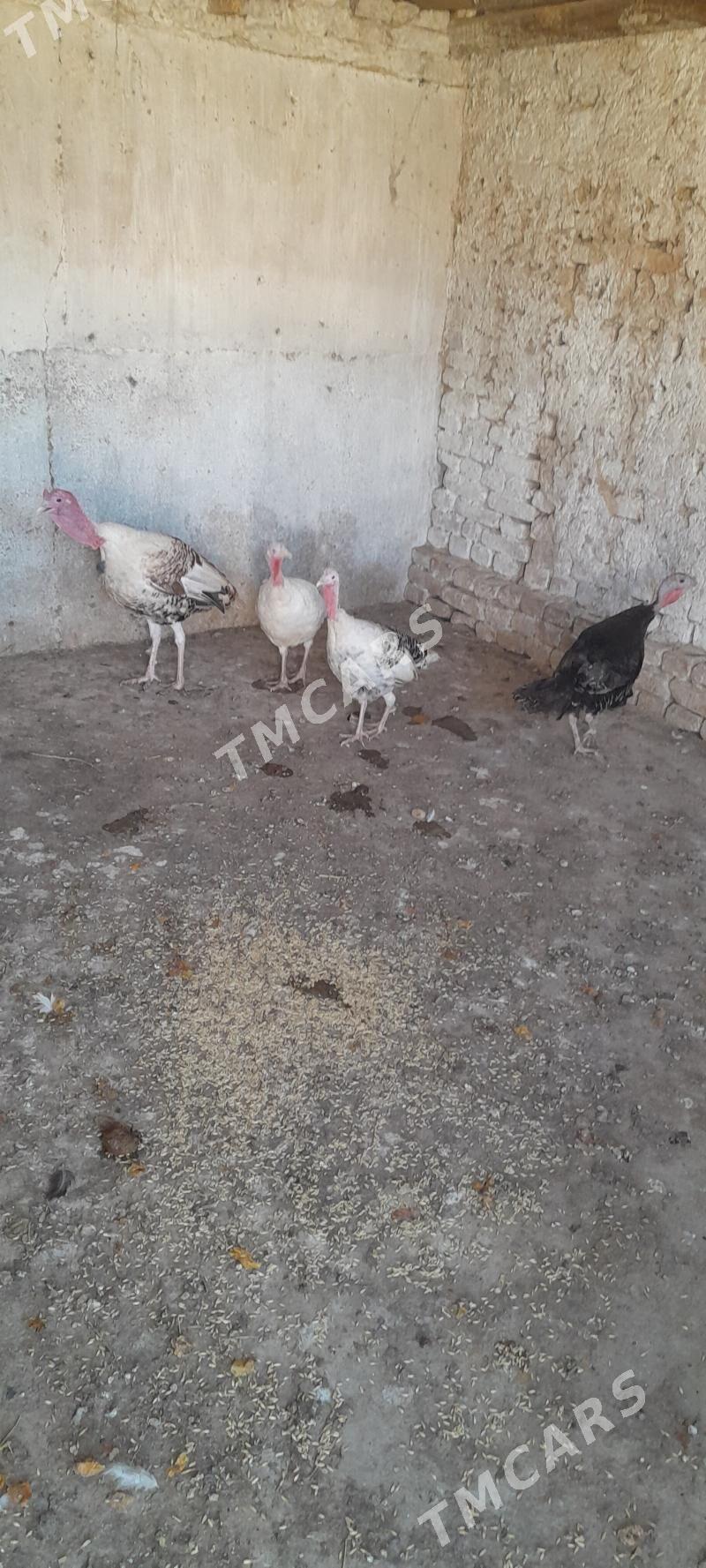 induk - Kaka - img 2