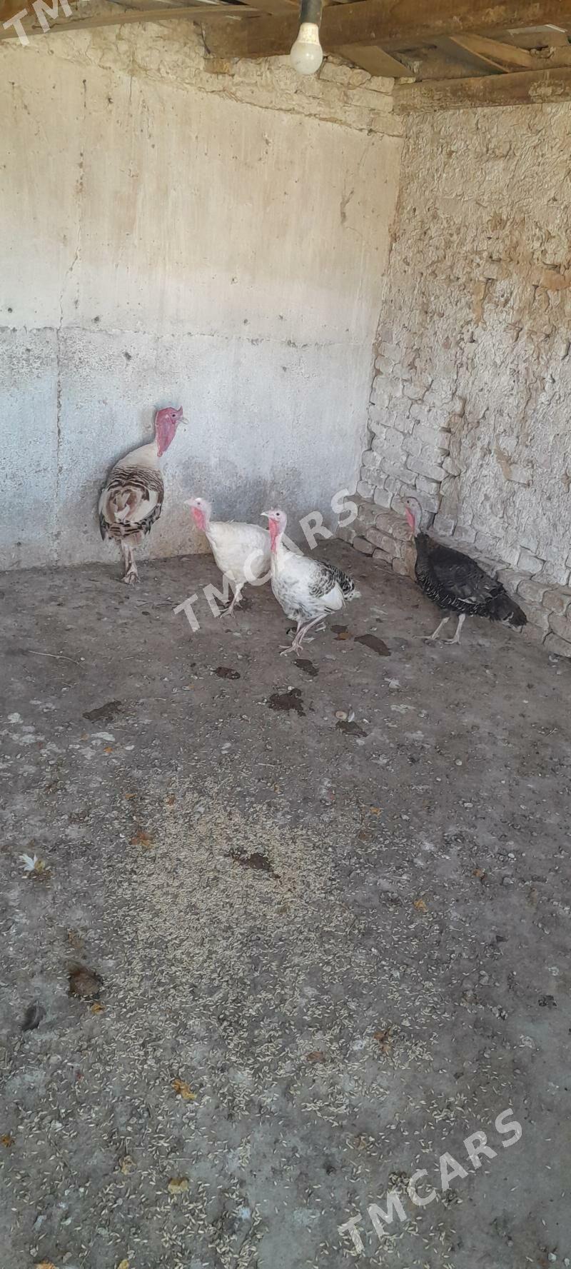 induk - Kaka - img 3