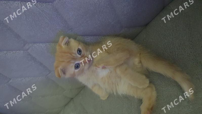 Шотландские котята - Ашхабад - img 5