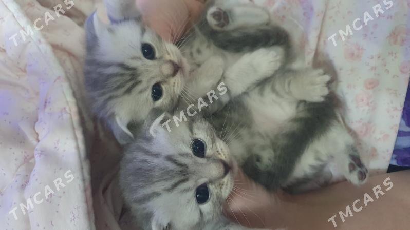 Шотландские котята - Ашхабад - img 3