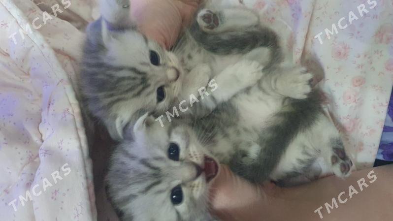 Шотландские котята - Ашхабад - img 8