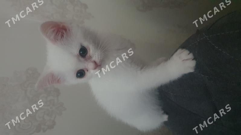 Шотландские котята - Ашхабад - img 2