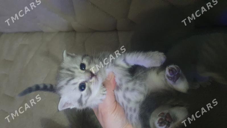 Шотландские котята - Ашхабад - img 2