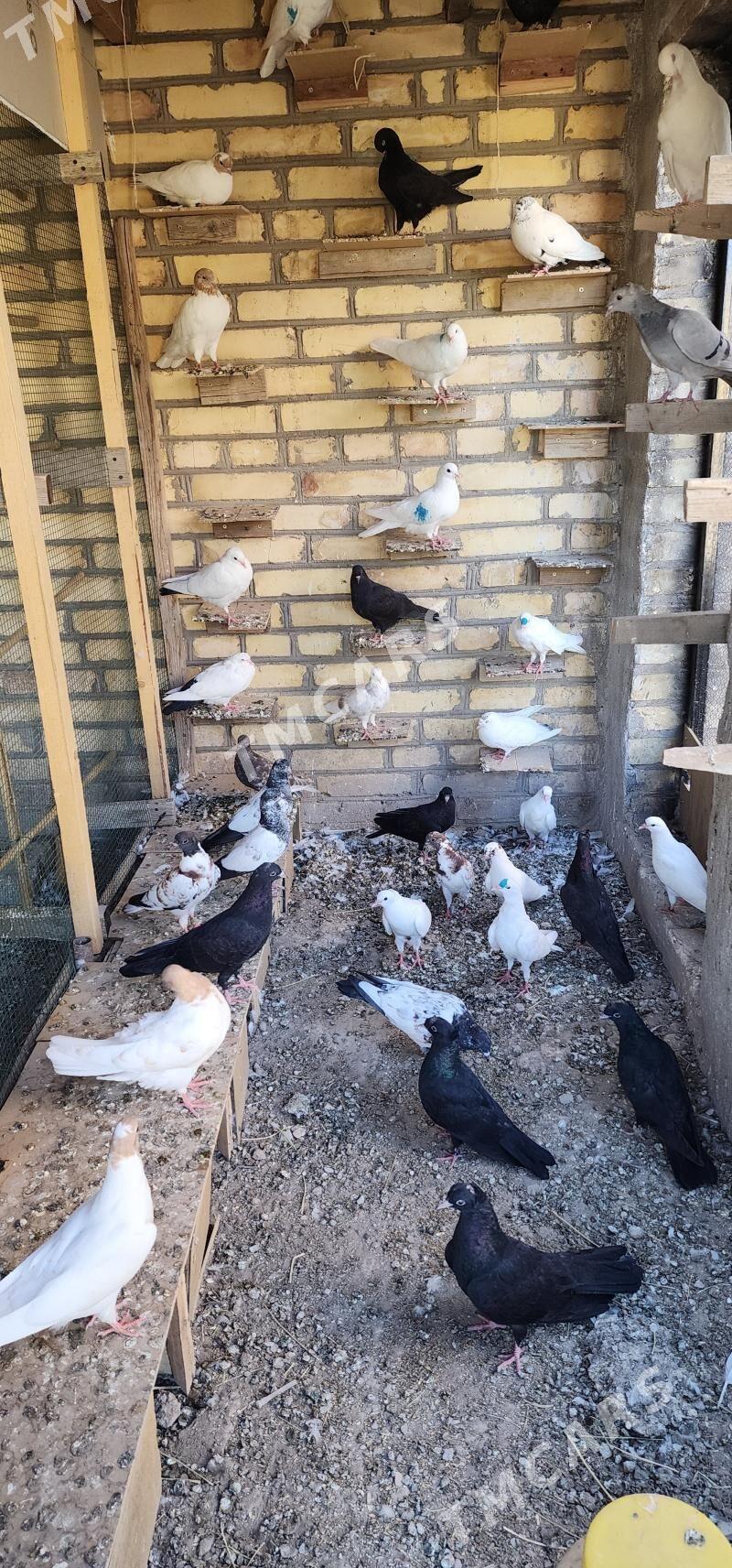 kepderi - Çärjew - img 2
