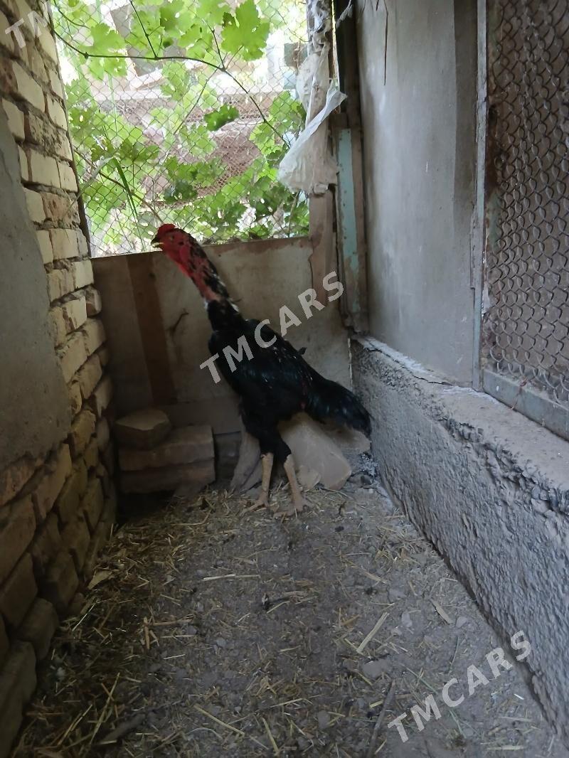 хораз - Çärjew - img 3