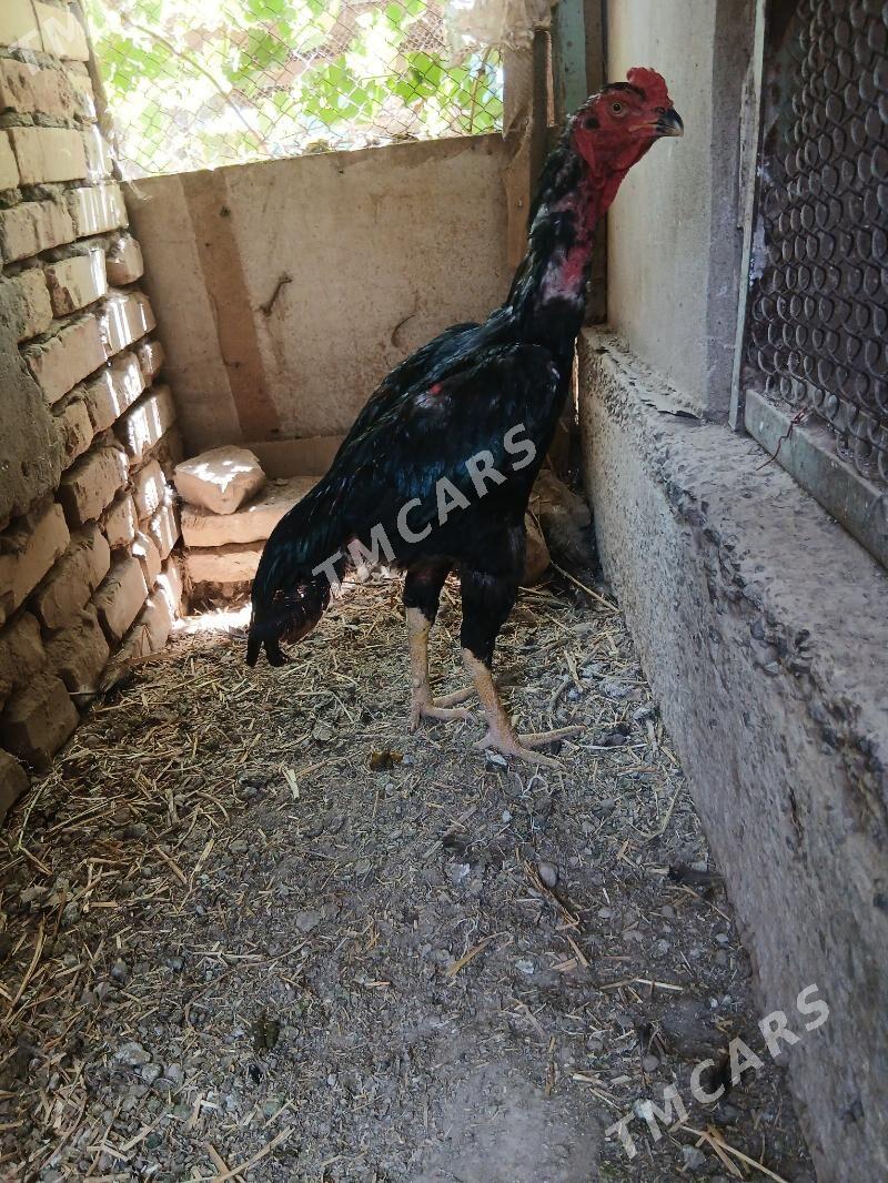 хораз - Çärjew - img 2