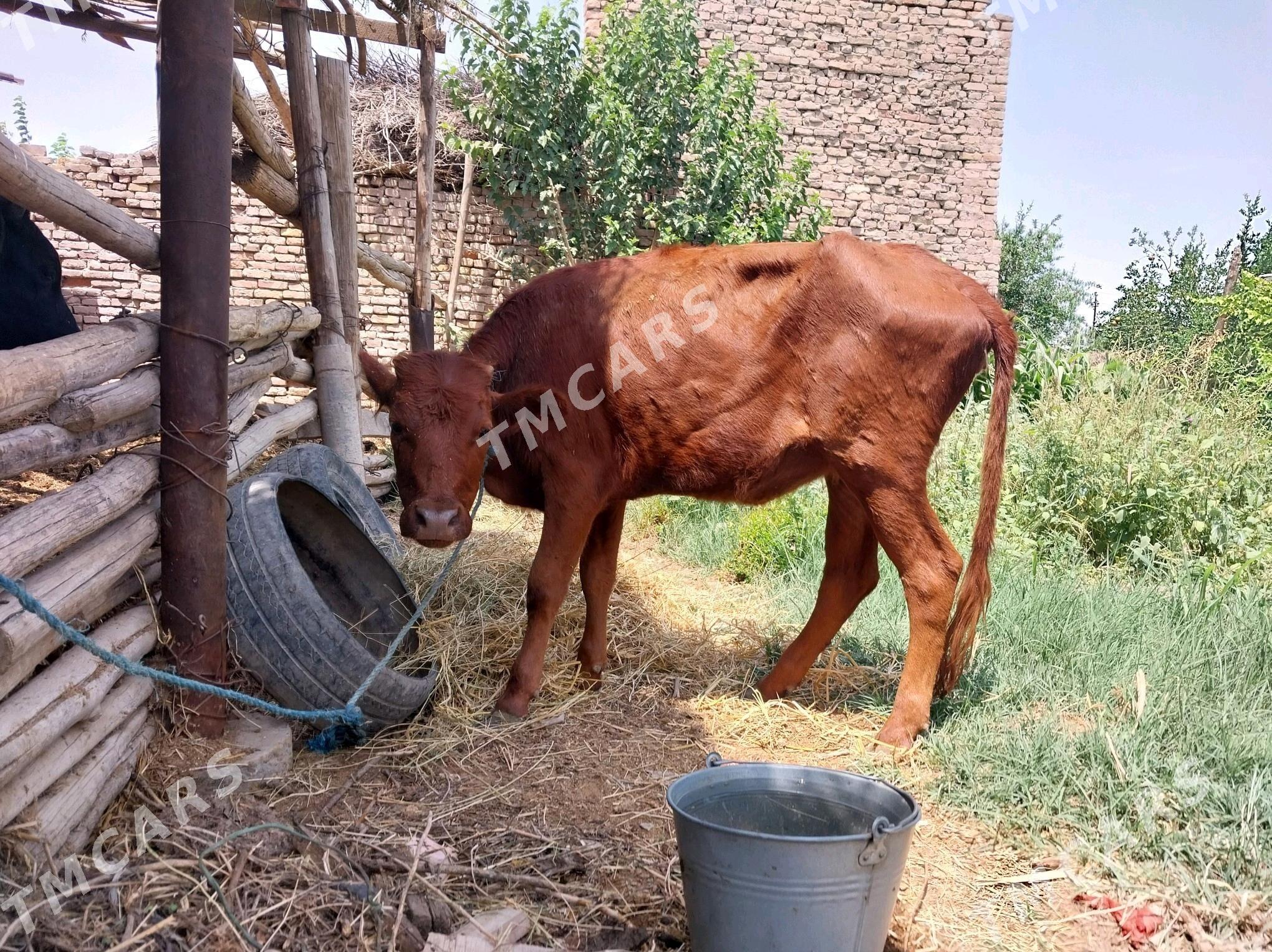 unajin i saglyk unajin okuzce - Çärjew - img 5