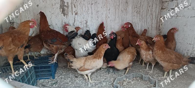 towuklar - Balkanabat - img 2