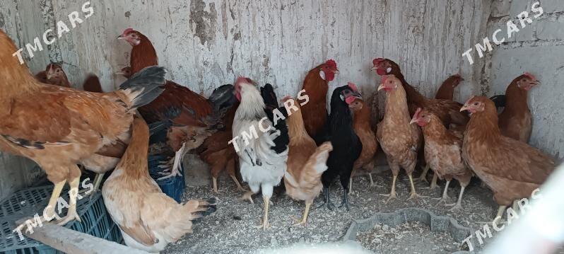 towuklar - Balkanabat - img 3