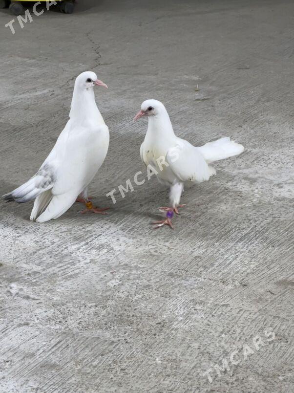 kepderi - 9 mkr - img 2