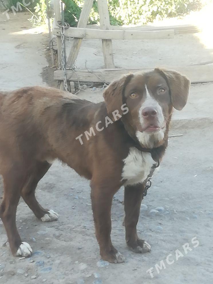 Labrador garylan - Ашхабад - img 2