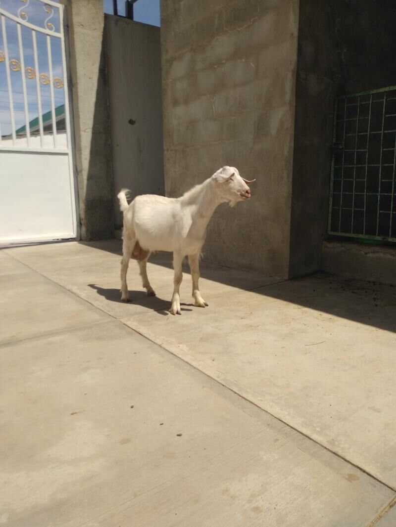 Ak tohum teke - Aşgabat - img 3