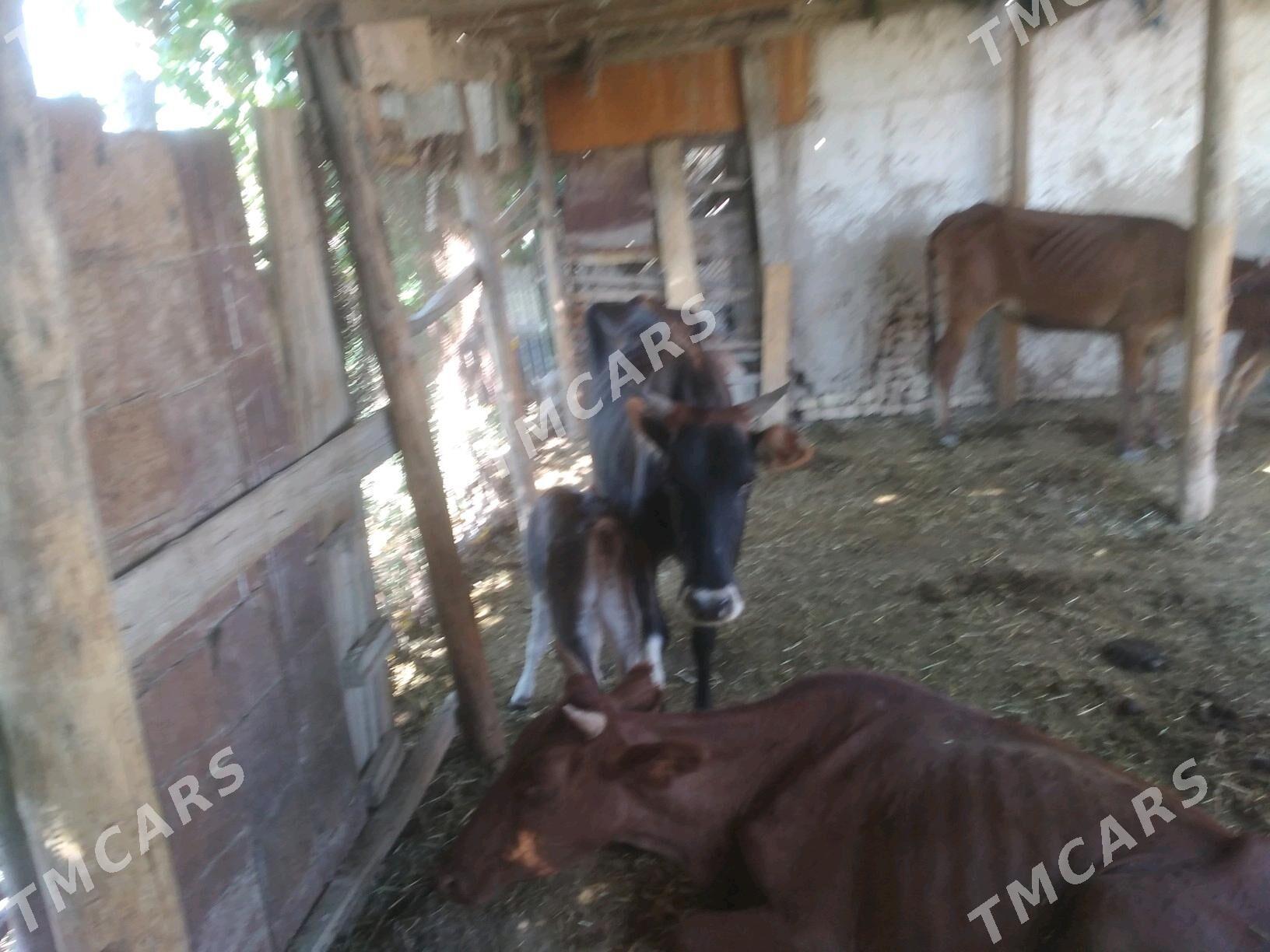 goleli sygyrlar - Murgap - img 2