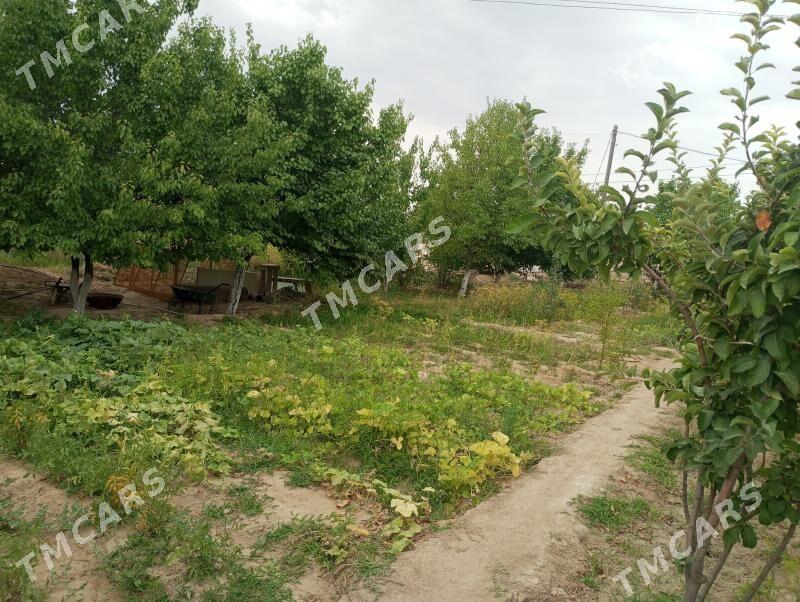 Jay hojalyk - Türkmenbaşy - img 3