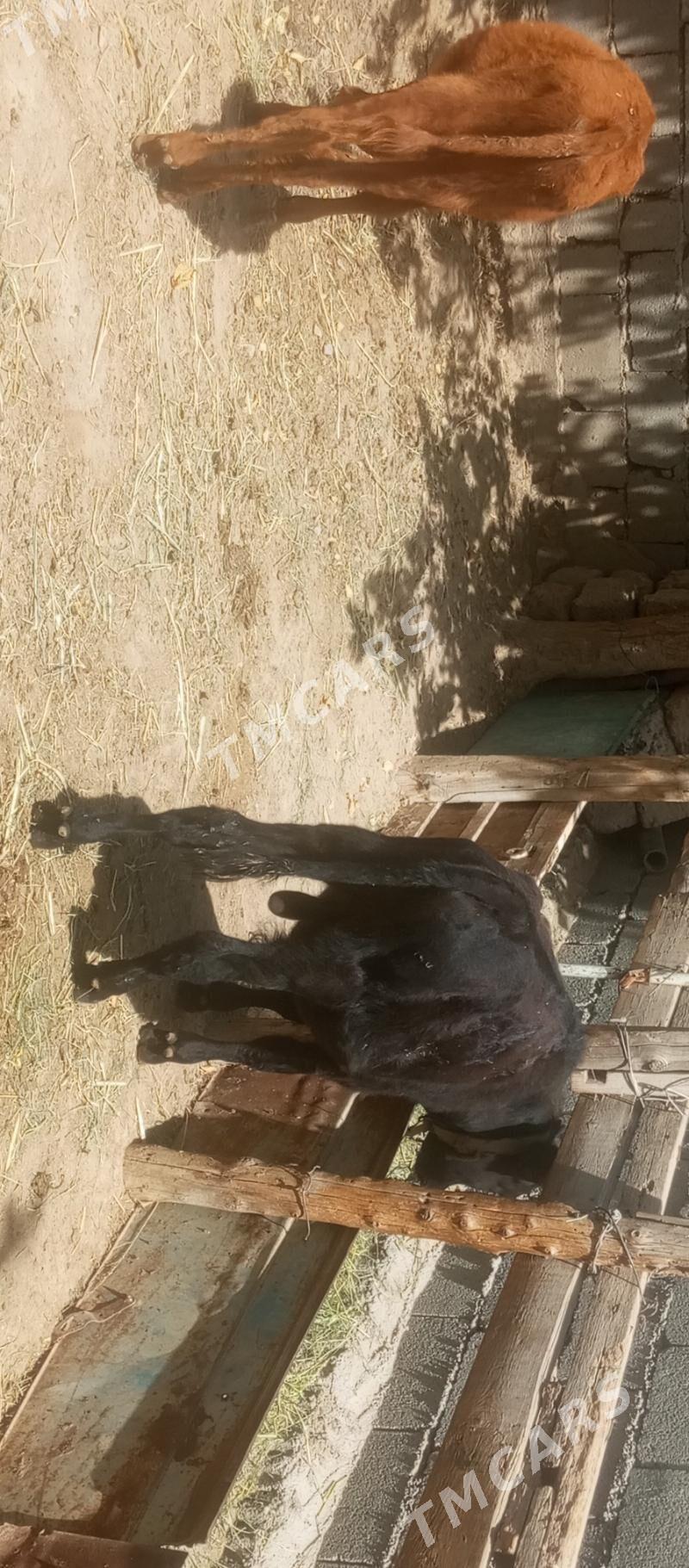 öküzçe tüwe öküz göle - Aşgabat - img 3