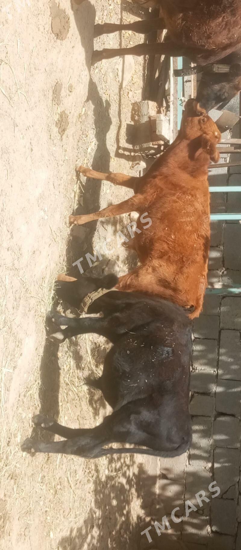 öküzçe tüwe öküz göle - Aşgabat - img 2