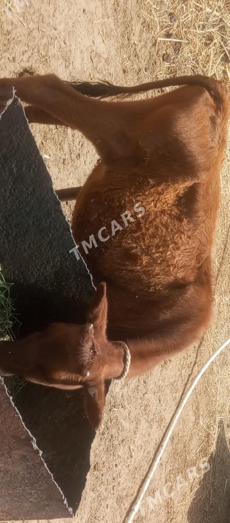 öküzçe tüwe öküz göle - Aşgabat - img 6