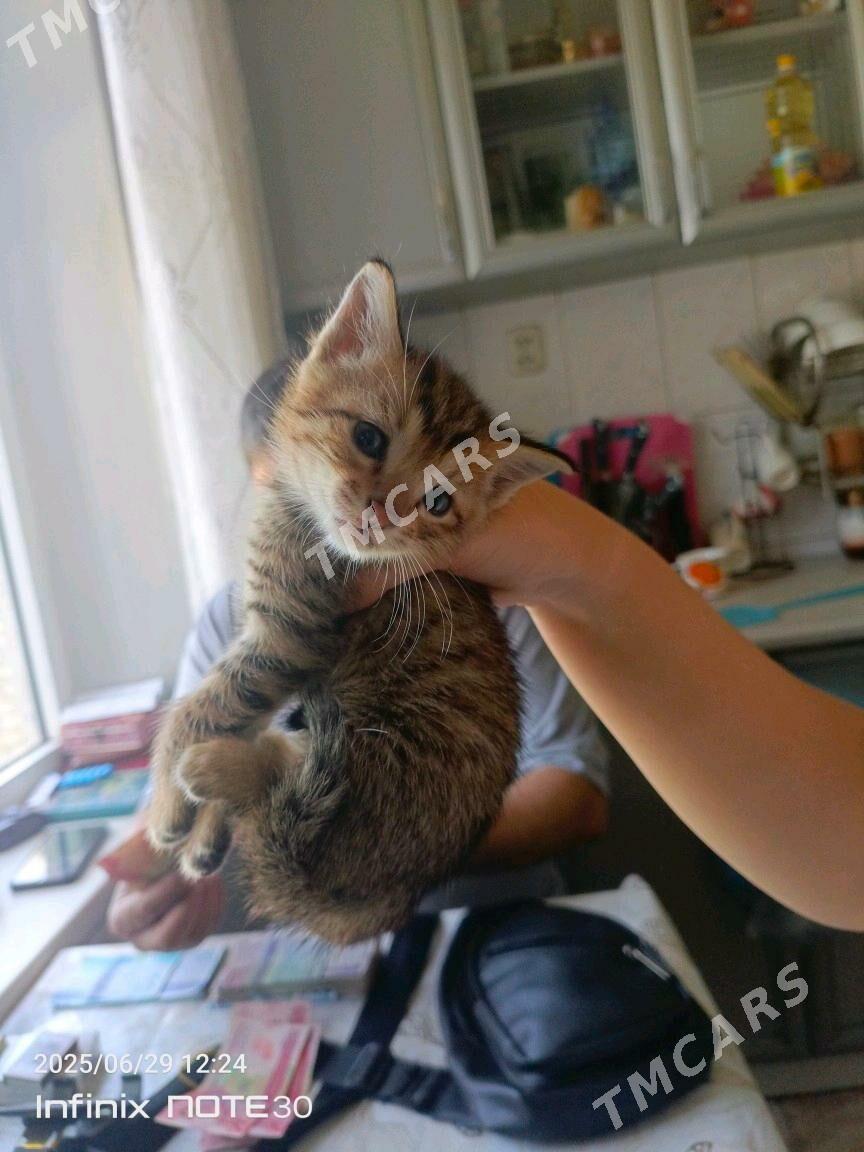 котята - Mary - img 2