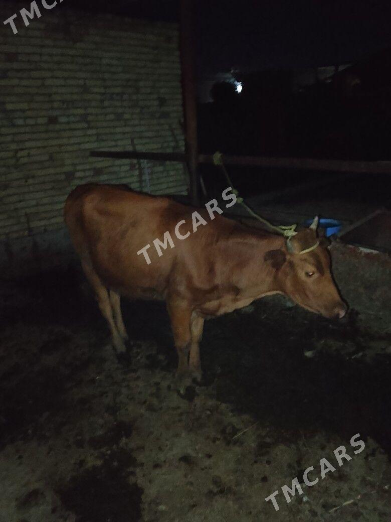 GUNAJYN - Çärjew - img 2