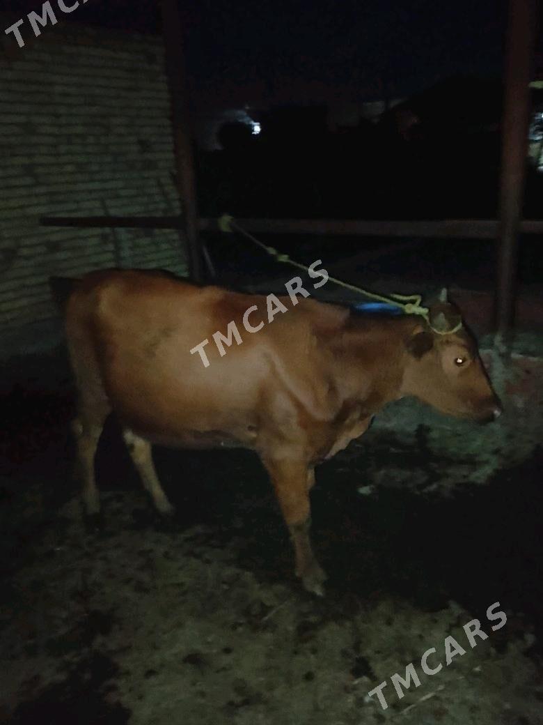 GUNAJYN - Çärjew - img 5