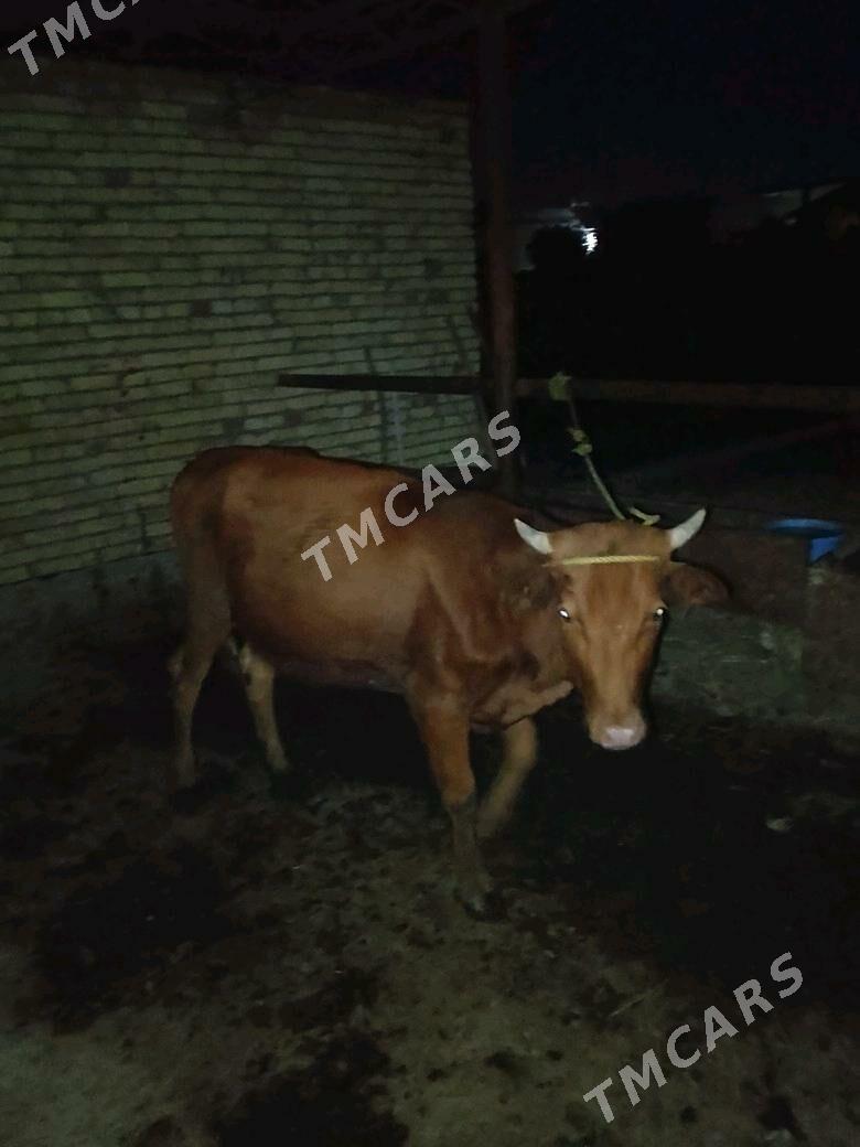 GUNAJYN - Çärjew - img 7