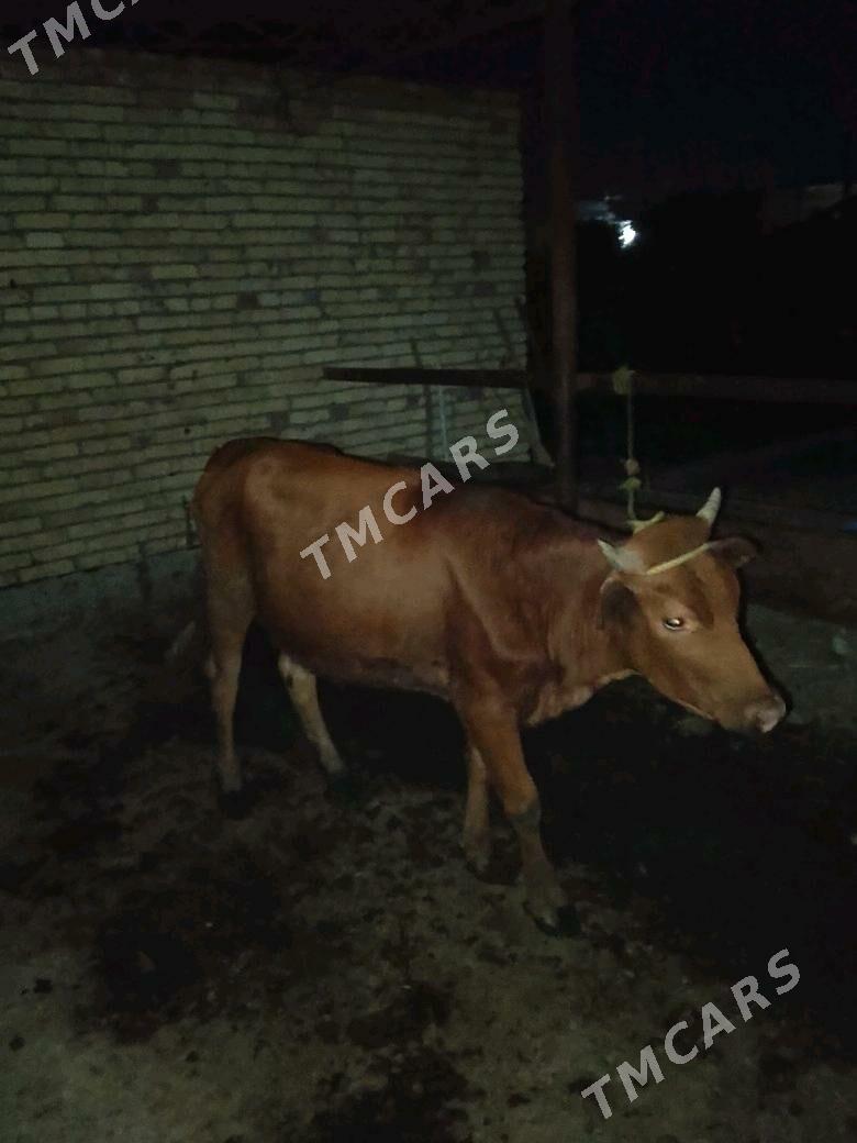 GUNAJYN - Çärjew - img 10