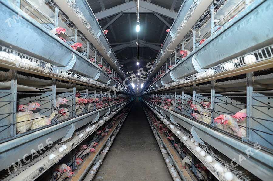 Satlyk Towuk Ferma - Ýaşlyk - img 1