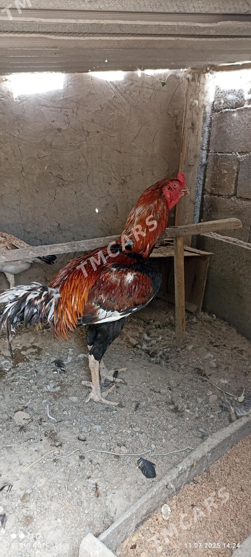 Tasgent horaz - Aşgabat - img 3