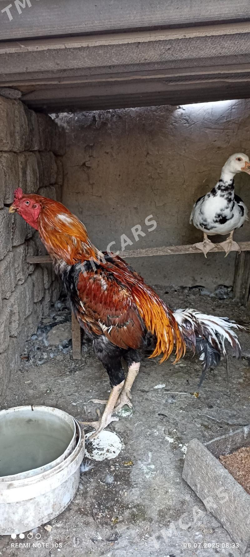 Tasgent horaz - Aşgabat - img 2