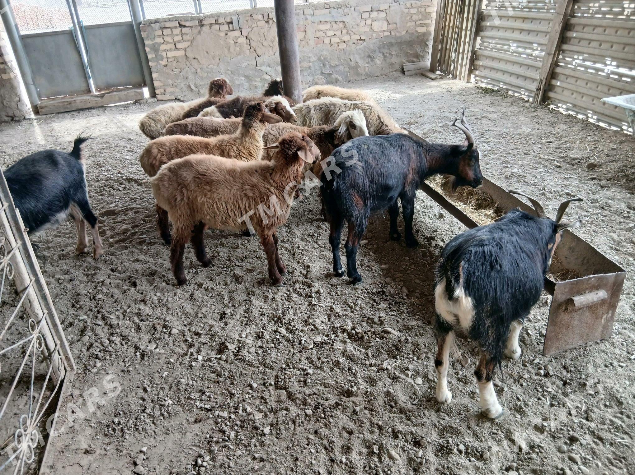Goyun Geci Tokly - Bereket - img 2