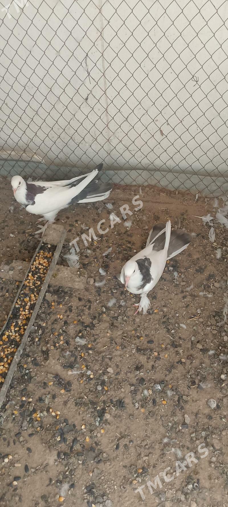 kepderi - Çoganly - img 3